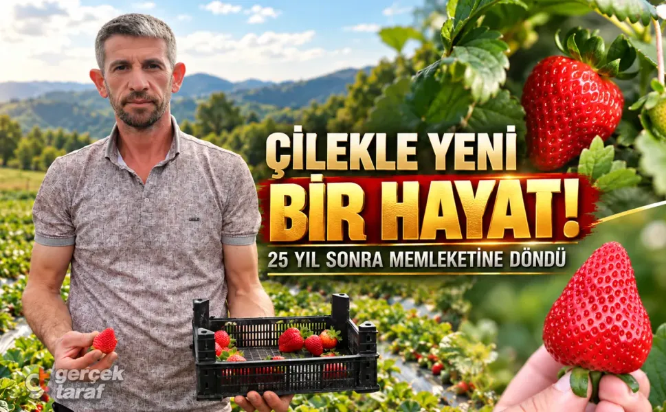 25 yıl sonra Samsun'a döndü, çilek üreticisi oldu!