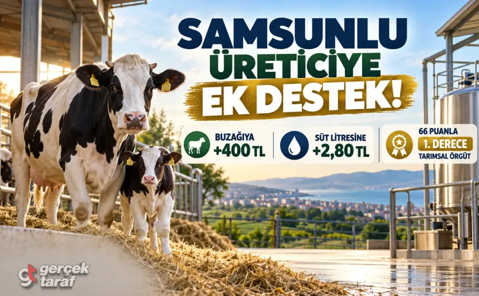 Samsunlu üreticilere buzağı ve süt desteği müjdesi!