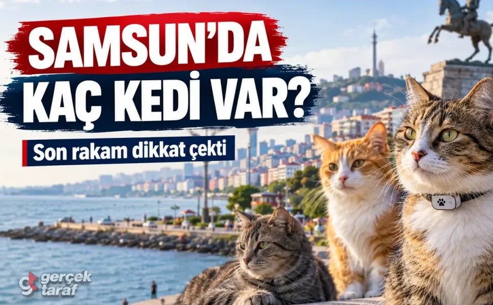 Samsun’daki kedi sayısı merak ediliyordu: İşte son rakam