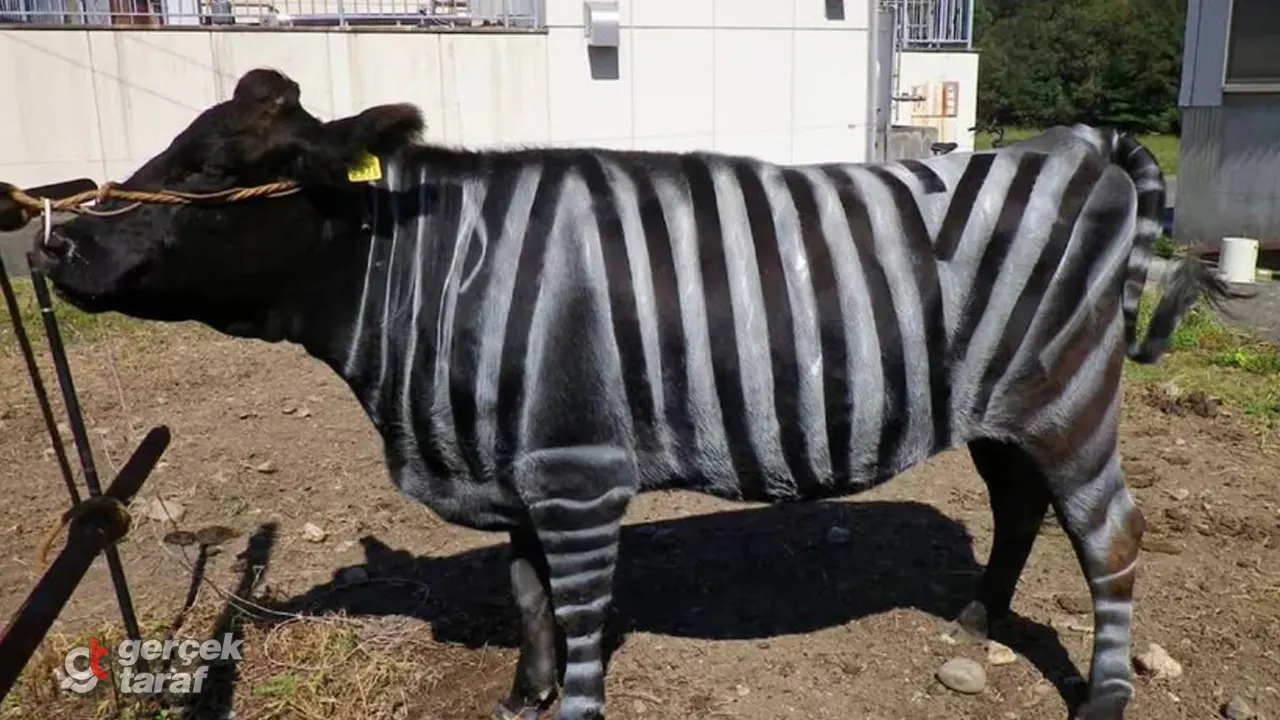 İnekleri zebra gibi boyadılar, sinek ısırıkları yarı yarıya azaldı