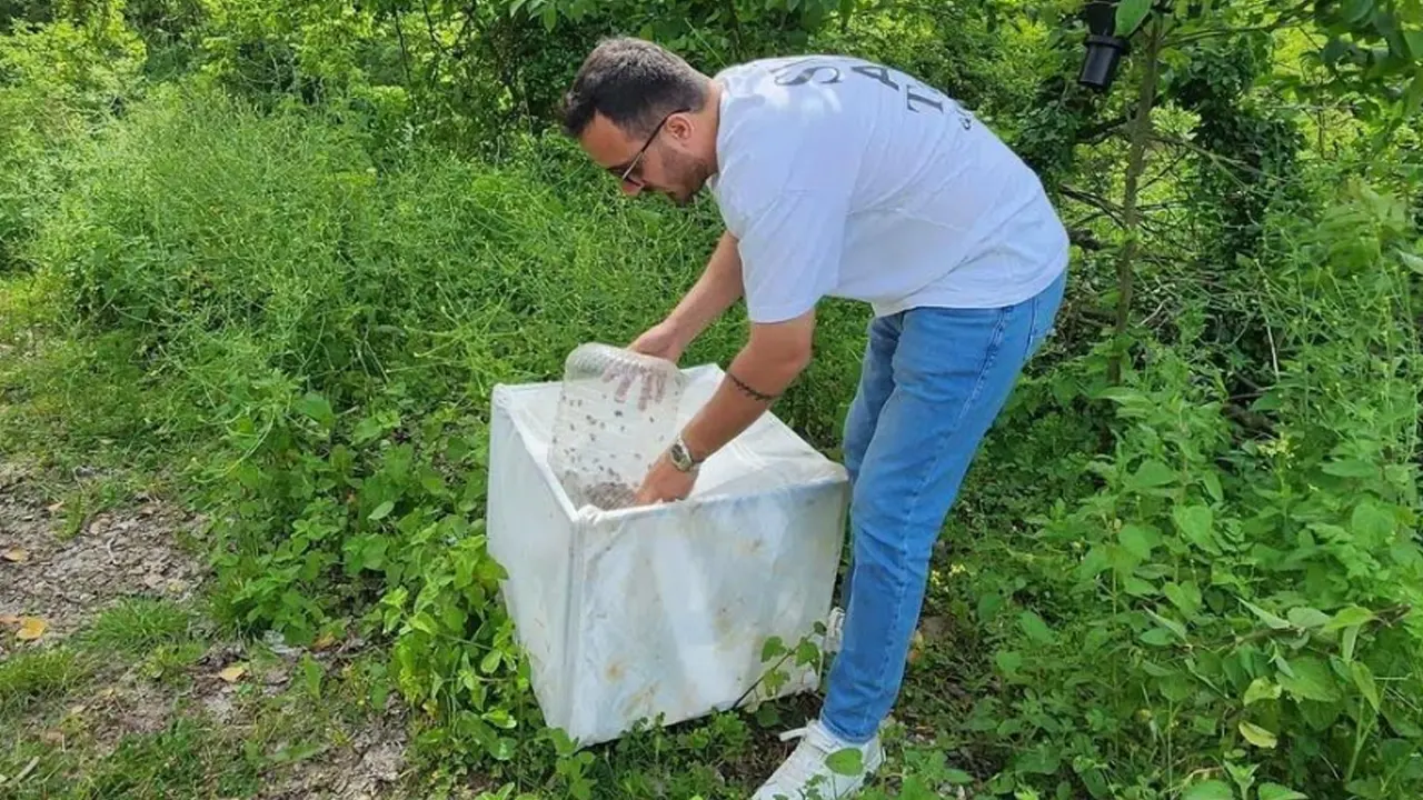 Samsun’da 1 Milyonun Üzerinde Samuray Arısı Doğaya Salındı