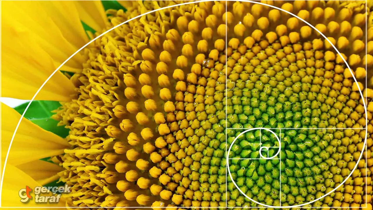 Ayçiçeğinin Kusursuz Sırrı: Fibonacci Dizisi!