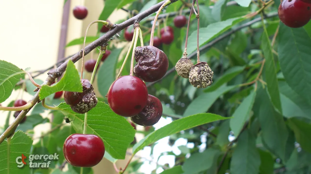 1Gerçek Taraf Haber Samsun-377