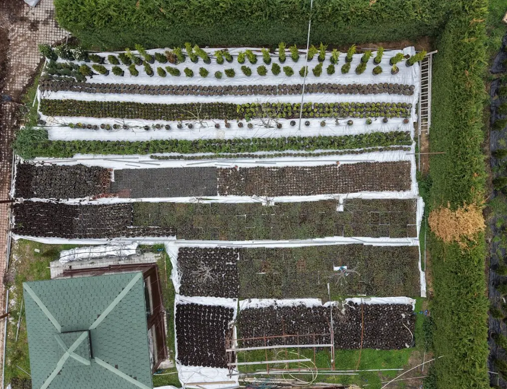 Bafra Çiçek Serası