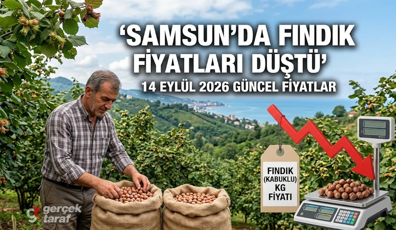Samsun’da Fındık Fiyatları Düştü! 14 Eylül Pazartesi Güncel Liste