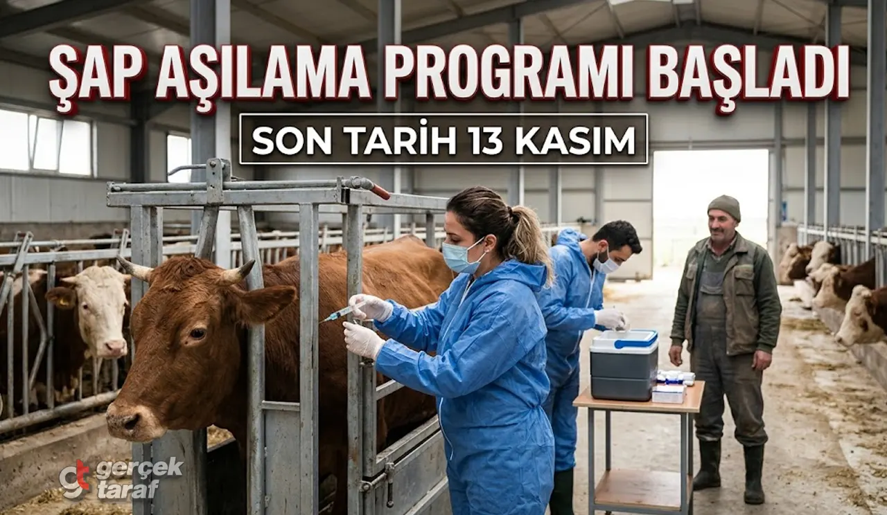 Samsun Sonbahar Şap Aşılama Programı Başladı